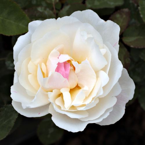 Rosa White Mary Rose™ - alb - Trandafir copac cu trunchi înalt - cu flori în buchet - coroană tufiș